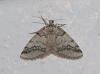 Tephronia lhommaria